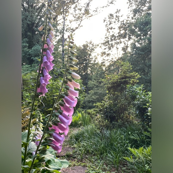 Ali’s This & That 🌸 - Picture 6 of 14